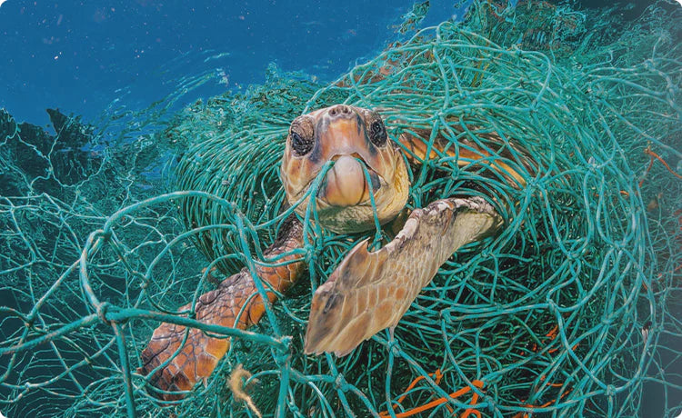 Picture showing a turtle blocked into a fishing mesh